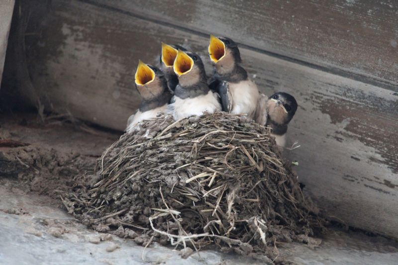 Bird Nests In Vents And Eaves: Why Safe Removal And Prevention Are Important