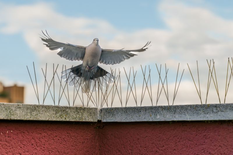 Bird Spike Installation on Roof Edges