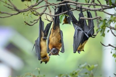 How Birds And Bats Impact Commercial Buildings And Facilities