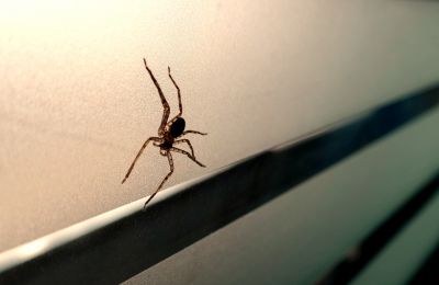 Cross Spider Extermination in New Braunfels, TX
