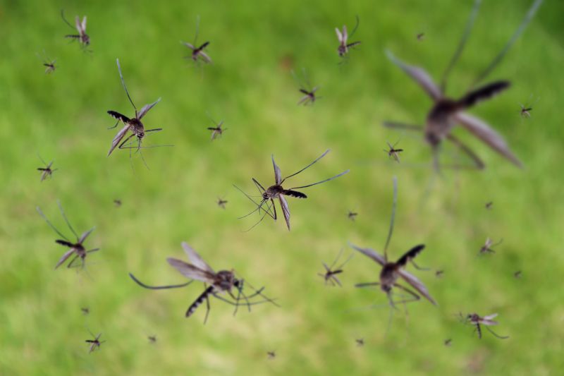 Fly Pest Control in Fort Worth, TX