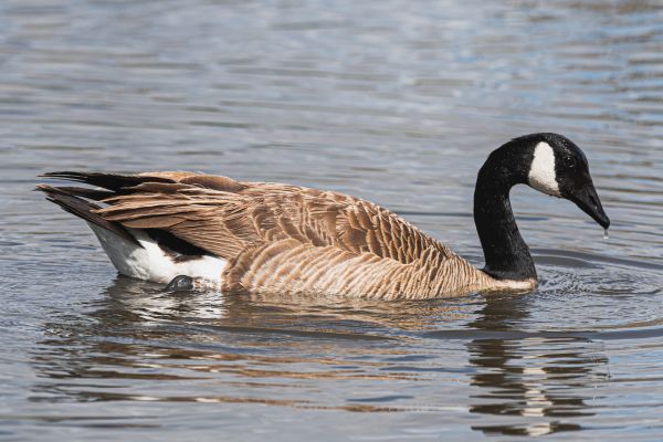 Canadian Geese Control - Canadian Geese Control Manteca, California