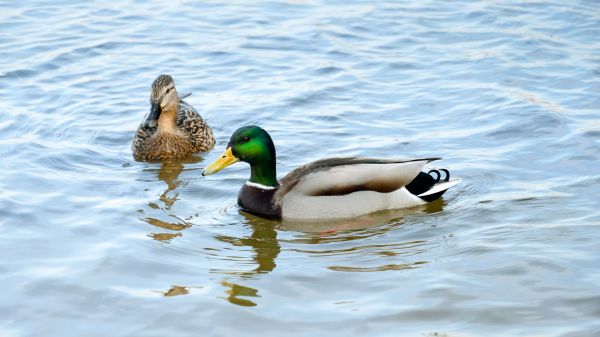 Duck Removal