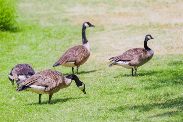 Geese Removal