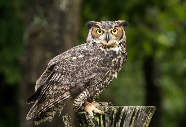 Owl Control