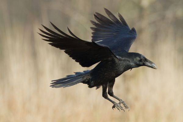 Crow Management - Crow Management Summerville, South Carolina