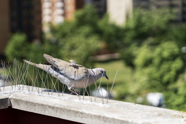 Bird Spikes Installation