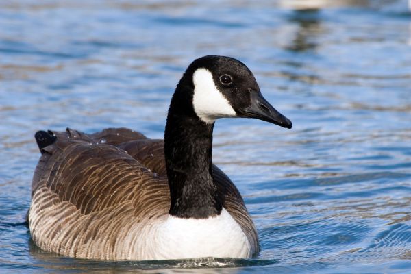 Canada Goose Removal