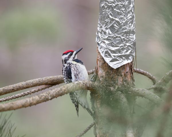 Woodpecker Prevention